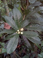 Amphitecna apiculata