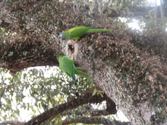 Thectocercus acuticaudatus