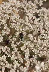 Bilyaxia