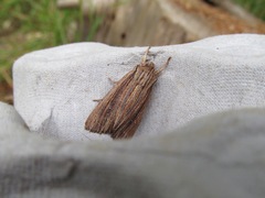 Ichneutica steropastis