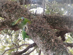 Thectocercus acuticaudatus