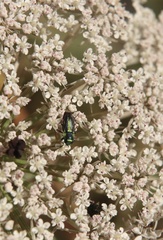 Bilyaxia