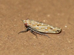 Mendozellus asunctia