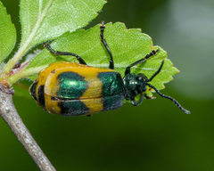 Monocesta ducalis