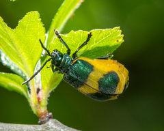 Monocesta ducalis