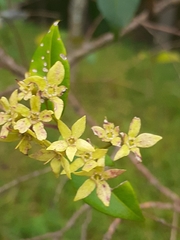 Backhousia myrtifolia