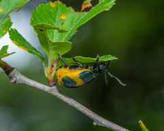 Monocesta ducalis