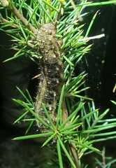 Vanessa itea
