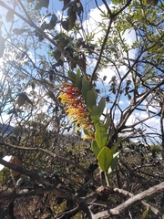 Psittacanthus biternatus