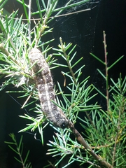 Vanessa itea