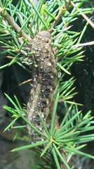 Vanessa itea