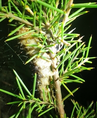 Vanessa itea