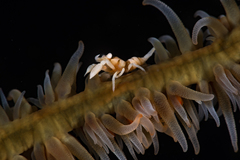 Pseudocirrhipathes mapia