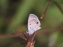 Hemiargus