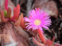 Carpobrotus virescens