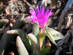 Carpobrotus virescens