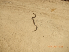 Pituophis lineaticollis