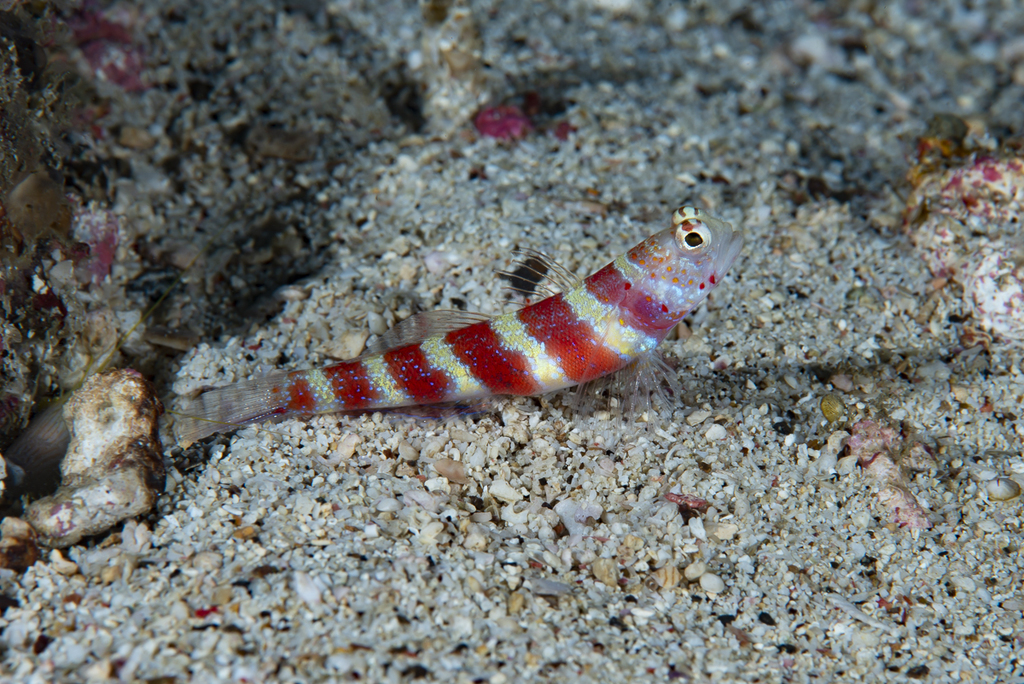 Wheeler's shrimpgoby (Amblyeleotris wheeleri) — Gobiidae
