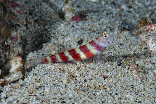 Wheelers garnaalgrondel (Amblyeleotris wheeleri) — Gobiidae