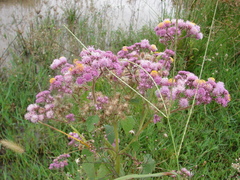 Urolepis hecatantha