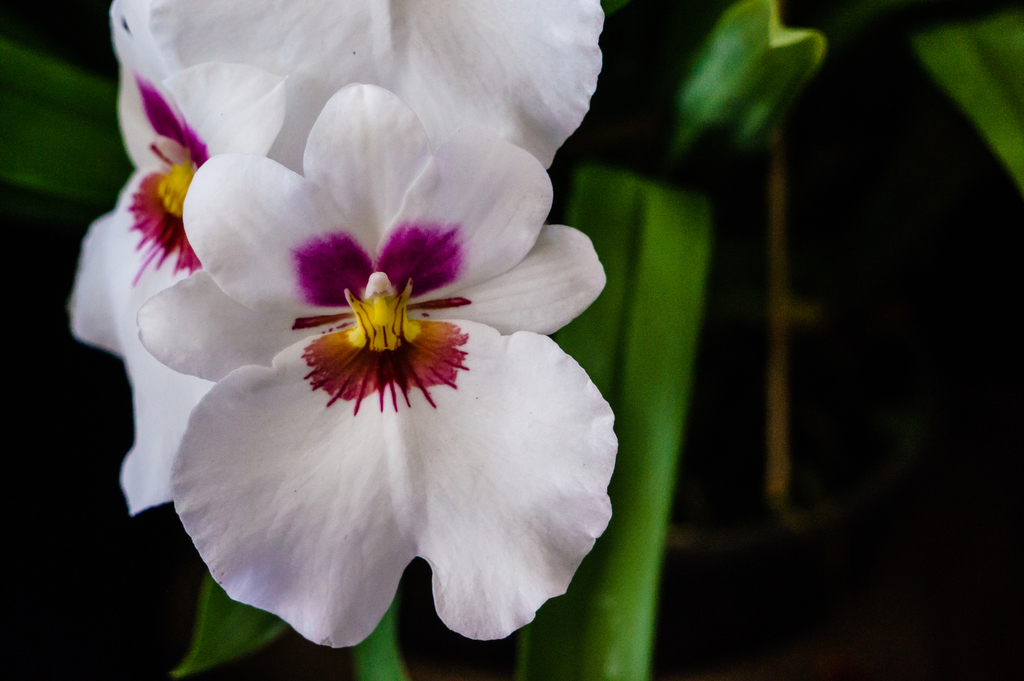 Pansy Orchids