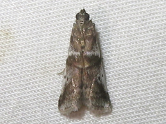 Acrobasis vaccinii