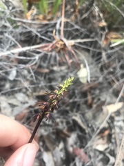 Genoplesium filiforme