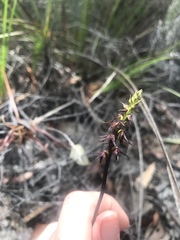 Genoplesium filiforme