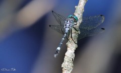 Micrathyria hypodidyma