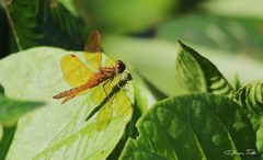 Perithemis icteroptera
