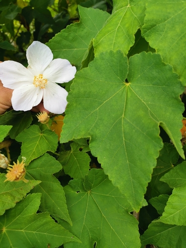 Corynabutilon vitifolium, photograph 6