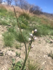 Prasophyllum suttonii