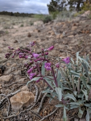 Penstemon patens
