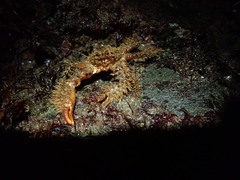 Hapalogaster mertensii