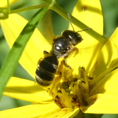 Halictus ligatus