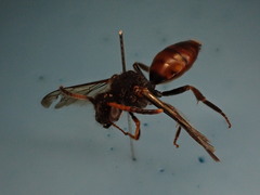Nomada fabriciana