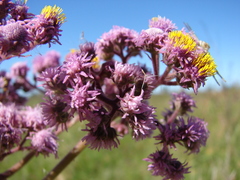 Urolepis hecatantha