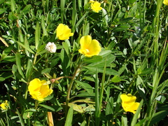 Ludwigia peploides montevidensis