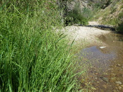 Torreyochloa pallida