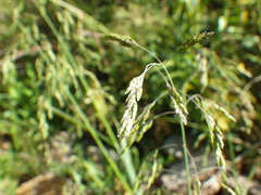 Torreyochloa pallida