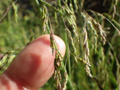 Torreyochloa pallida
