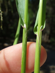 Torreyochloa pallida