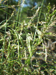 Torreyochloa pallida