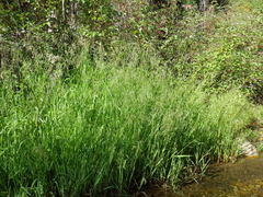 Torreyochloa pallida