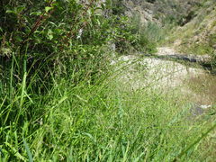 Torreyochloa pallida