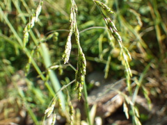 Torreyochloa pallida