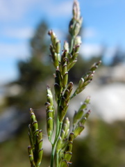 Torreyochloa pallida