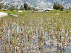 Torreyochloa pallida