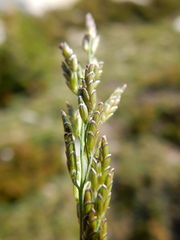 Torreyochloa pallida