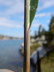 Torreyochloa pallida